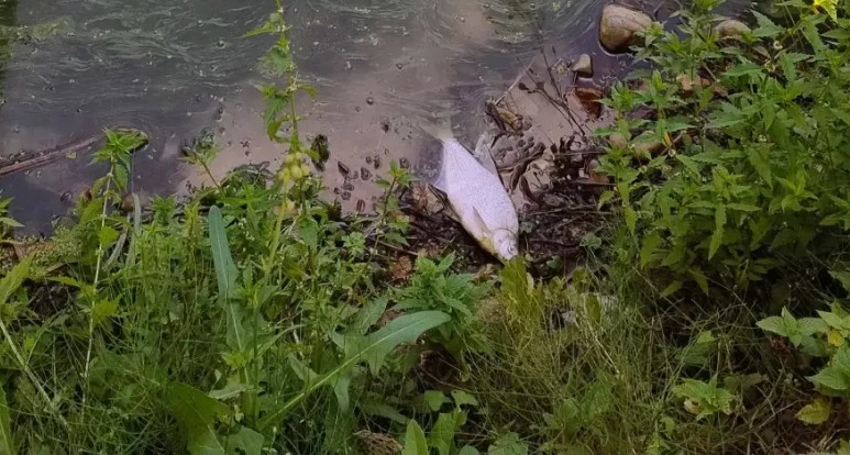 У водоймі Калуша зафіксували надмірну концентрацію амонійного азоту, що спричинило масову загибель організмів