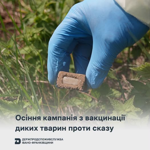 В Осінній період на Прикарпатті розпочинається щеплення диких тварин від сказу