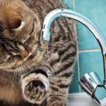 У Коломиї проведуть ремонт водогону: з 9 до 16 години без водопостачання