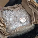 На Закарпатті у автобусі знайшли понад шість кілограмів срібла вартістю 550 тисяч гривень
