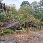 На Прикарпатті через потужний вітер дерева тричі блокували рух на дорогах