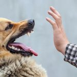 На Прикарпатті зросла кількість укусів тваринами