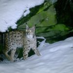 Мандрівка карпатської рисі через три країни: результати дослідження WWF