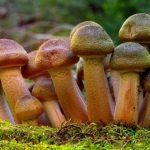 Двоє дітей на Івано-Франківщині отруїлися опеньками