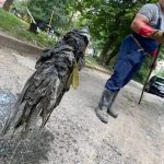 Комунальники Калуша знайшли у каналізації дві 40-літрові ємності з виноградними залишками