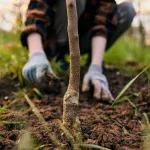 Коломия придбає 35 сакур та 42 липи на суму 333 тисячі гривень