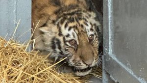 У Миколаєві зоокуток залишила маленька амурська тигриця віком чотири місяці