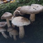 На Івано-Франківщині двоє маленьких дітей отруїлися грибами