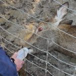 В контактному зоопарку в Буковелі загинула козуля, зоозахисники звинуватили у жорстокому ставленні