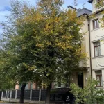 Погода на Прикарпатті 24 жовтня: туман і до +17° вдень