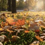 Погода на Прикарпатті 27 жовтня: значний дощ і до +11 °C