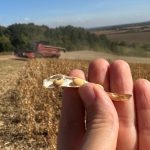 Фермерське господарство з Прикарпаття застосовує посів сої після ячмінної стерні