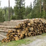 Виконком Коломийської міської ради розгляне питання вирубки більше 50 дерев