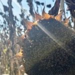 Фермерське господарство з Прикарпаття досягло рекордного врожаю соняшника завдяки удосконаленим методам вирощування